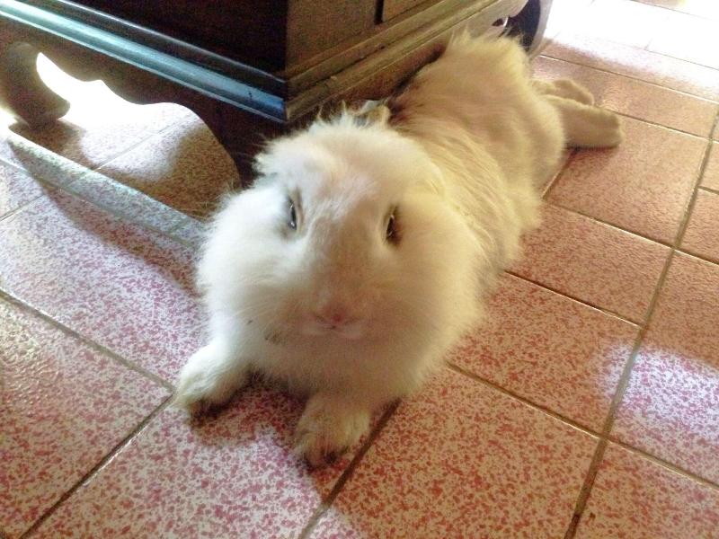 Photo of Ruean Thai Hotel, 3-star hotel in Sukhothai