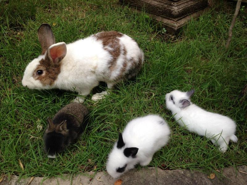 Photo of Ruean Thai Hotel, 3-star hotel in Sukhothai