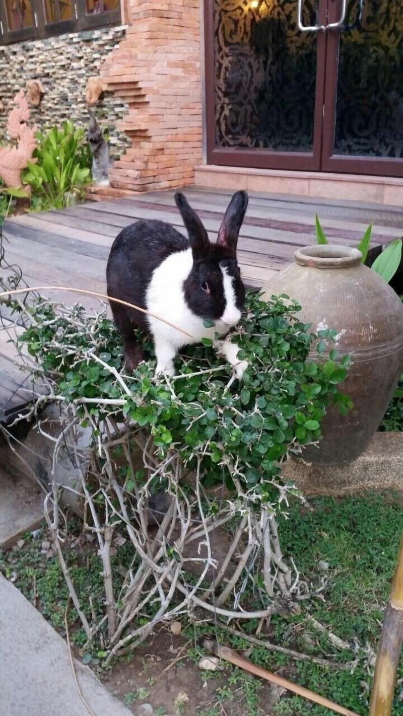 Photo of Ruean Thai Hotel, 3-star hotel in Sukhothai