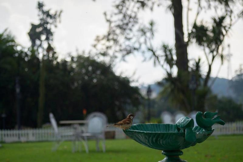 Savoy - IHCL SeleQtions, 5-star hotel in Ooty (and vicinity)