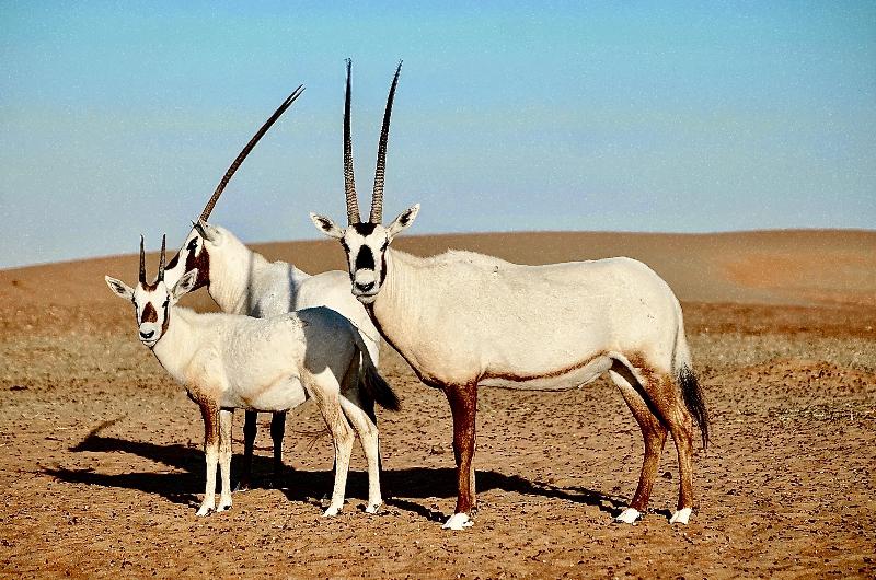 Photo of Telal Resort, Al Ain, 5-star hotel in Abu Dhabi