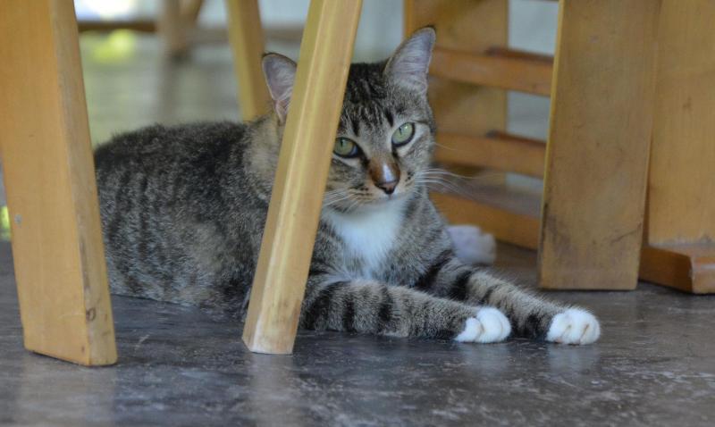 Photo of Raven Blue, 2-star hotel in Ko Lanta