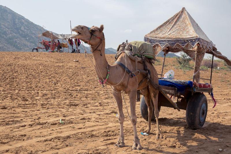 Photo of The Westin Pushkar Resort & Spa, 5-star hotel in Ajmer (and vicinity)