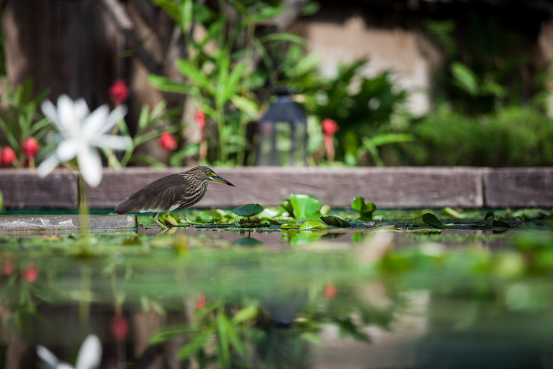 Photo of Sheraton Hua Hin Pranburi Villas, 5-star hotel in Hua Hin (and vicinity)