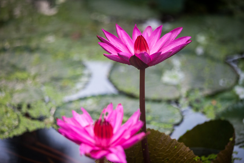 Photo of Sheraton Hua Hin Pranburi Villas, 5-star hotel in Hua Hin (and vicinity)