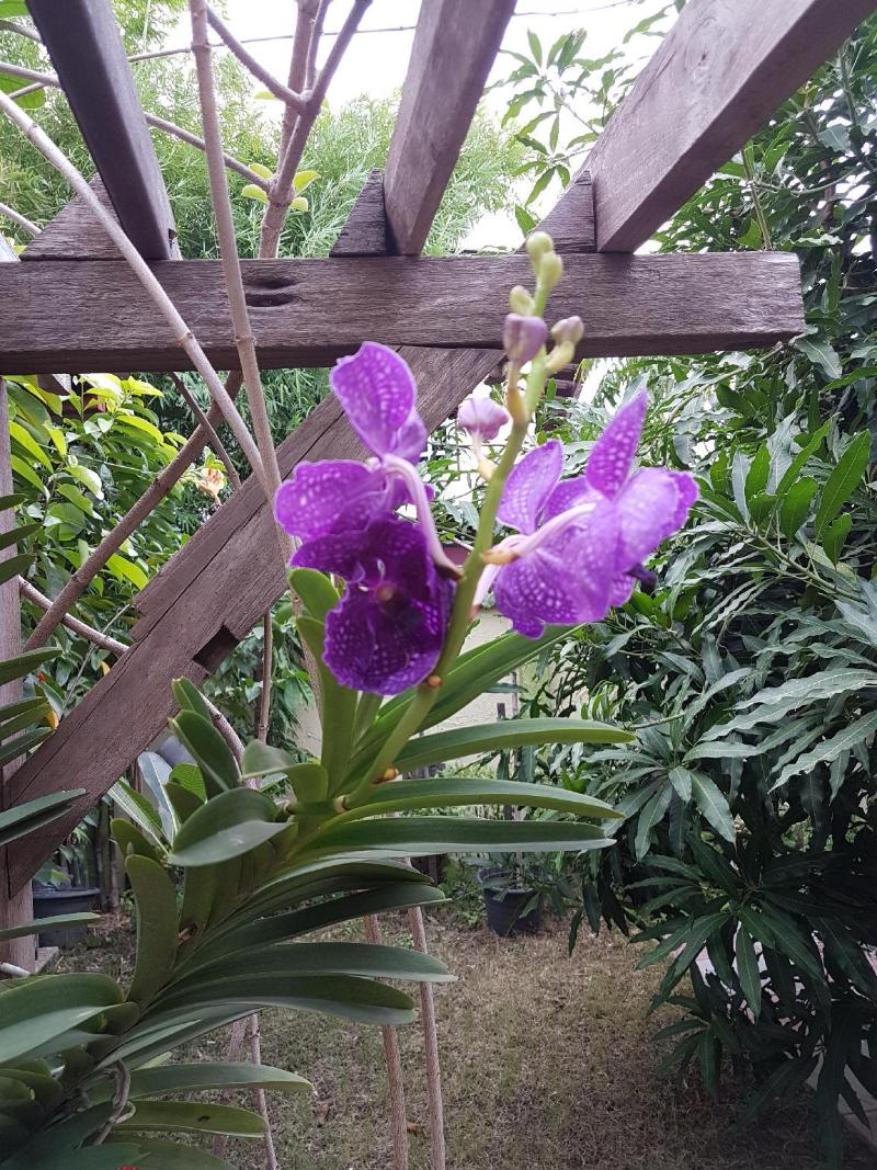 Photo of Baan Penny hotel in Ayutthaya
