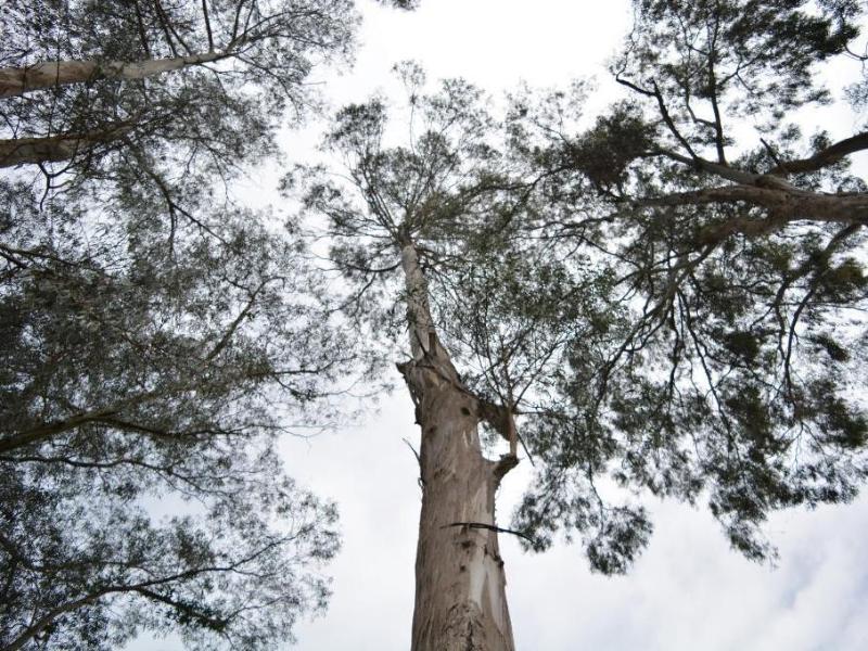Photo of Carlton Hotel, 5-star hotel in Kodaikanal