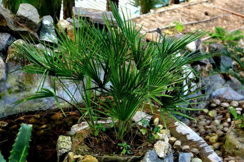 Photo of Kasauli Hills Resort, 3-star hotel in Kasauli