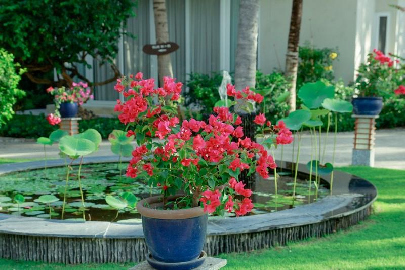 Villa Del Sol Beach resort & Spa, Singapore