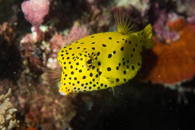 Photo of Phuket Marriott Resort & Spa, Merlin Beach, 5-star hotel in Bangla Road