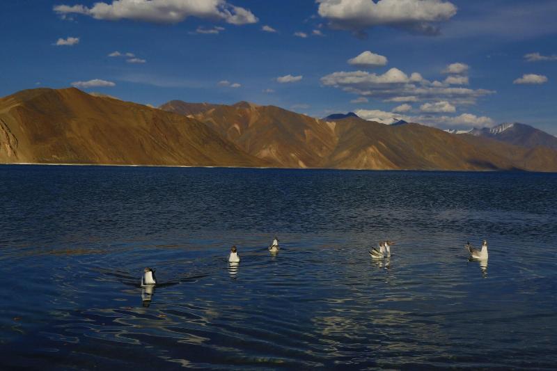 Photo of The Driftwood Ladakh, 4-star hotel in Leh